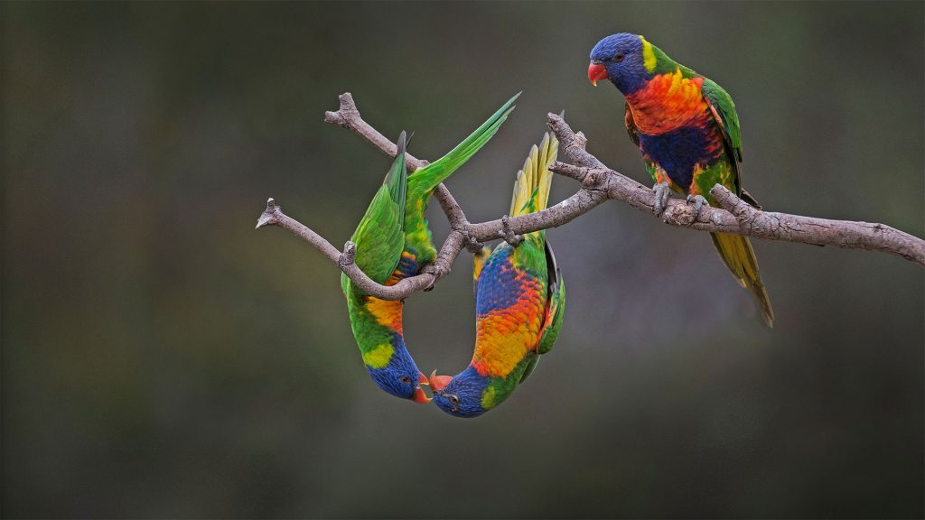 Rainbow Lorikeets