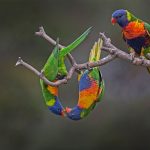 Rainbow Lorikeets