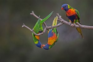 Rainbow Lorikeets