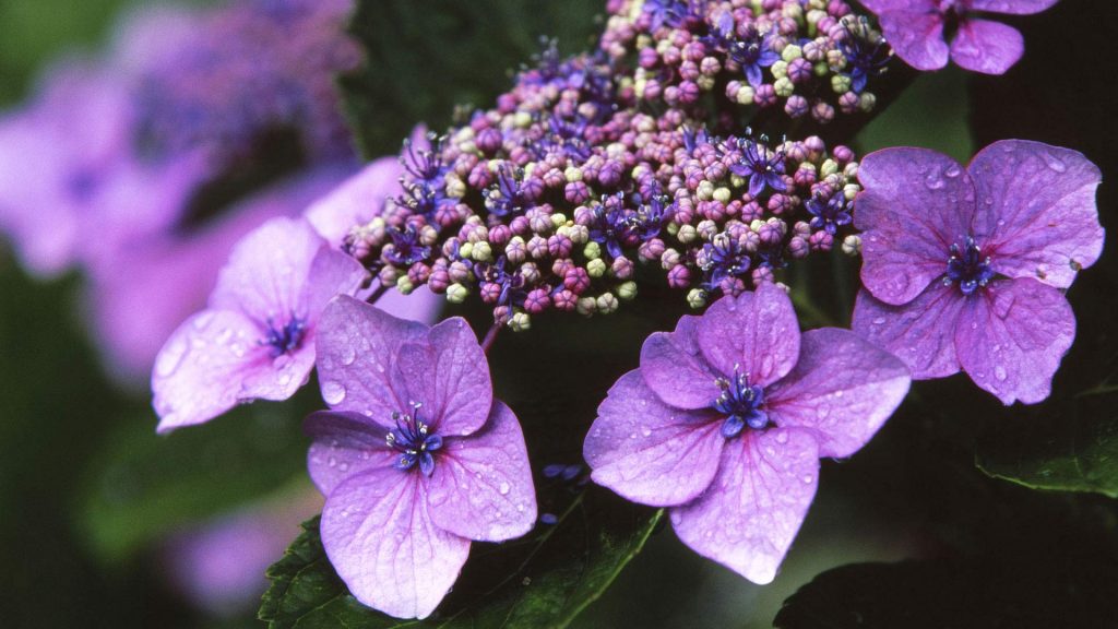 Rainy Hydrangea