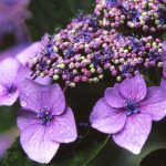 Rainy Hydrangea