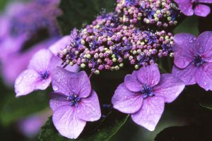 Rainy Hydrangea