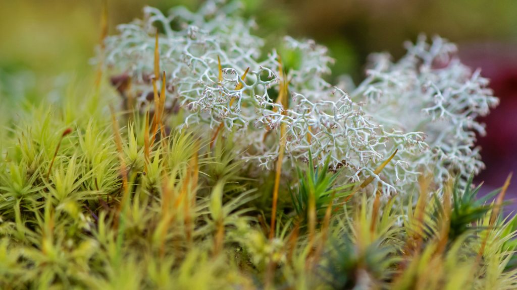 Reindeer Lichen