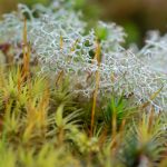 Reindeer Lichen