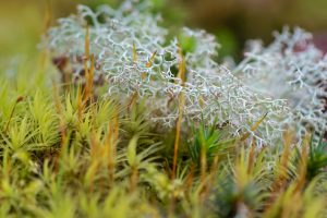 Reindeer Lichen