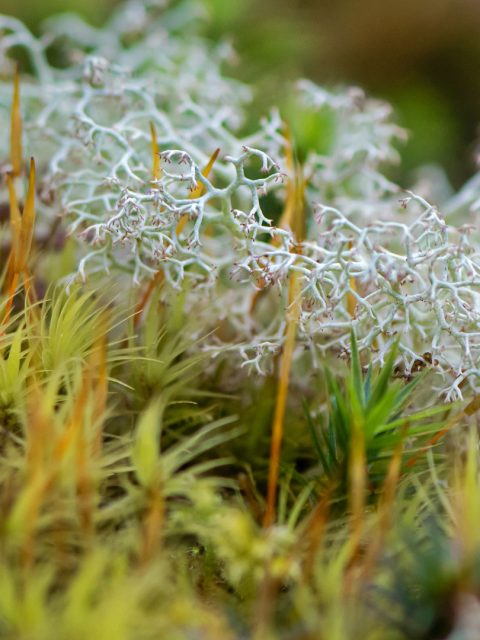 Reindeer Lichen – Bing Wallpaper Download