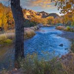 Rio Grande Cottonwood