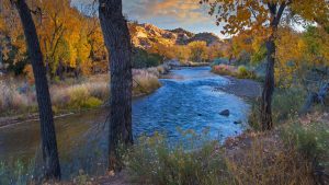 Rio Grande Cottonwood