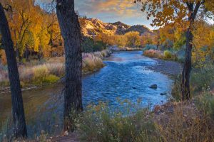 Rio Grande Cottonwood