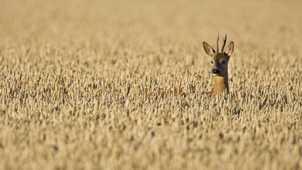 Roe Deer Field