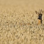 Roe Deer Field