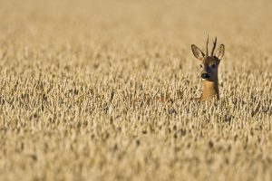 Roe Deer Field