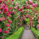 Rose Garden