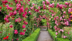 Rose Garden