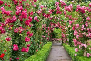 Rose Garden