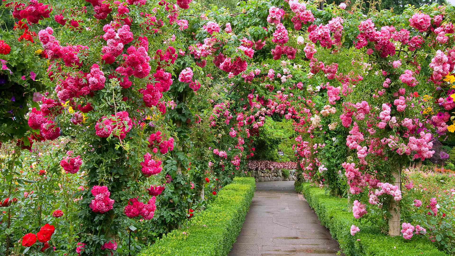 Rose Garden – Bing Wallpaper Download