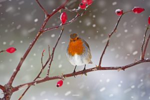 Rosehip Robin