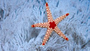 A Peppermint Sea Star