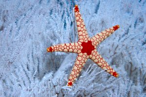 A Peppermint Sea Star