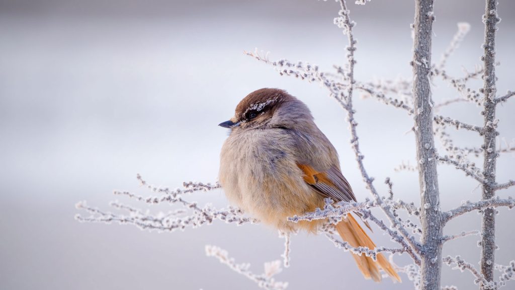 Siberian Jay