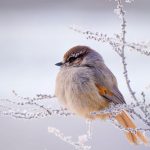 Siberian Jay