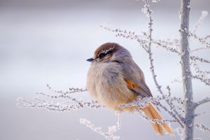 Siberian Jay