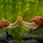 Snails Kissing