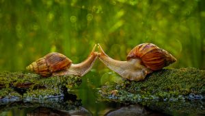 Snails Kissing
