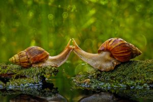 Snails Kissing