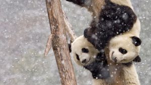 Panda in snow