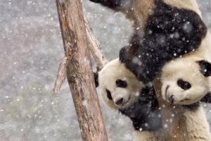 Panda in snow