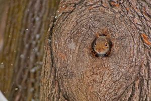 Solstice Squirrel