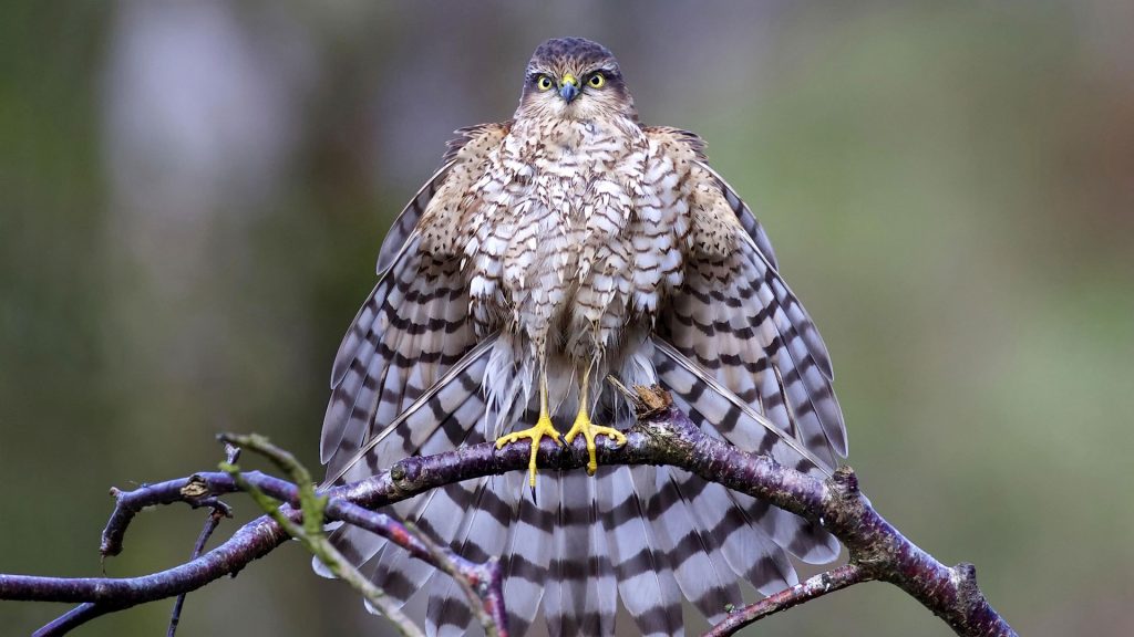 Sparrowhawk