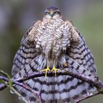 Sparrowhawk