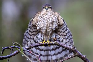 Sparrowhawk