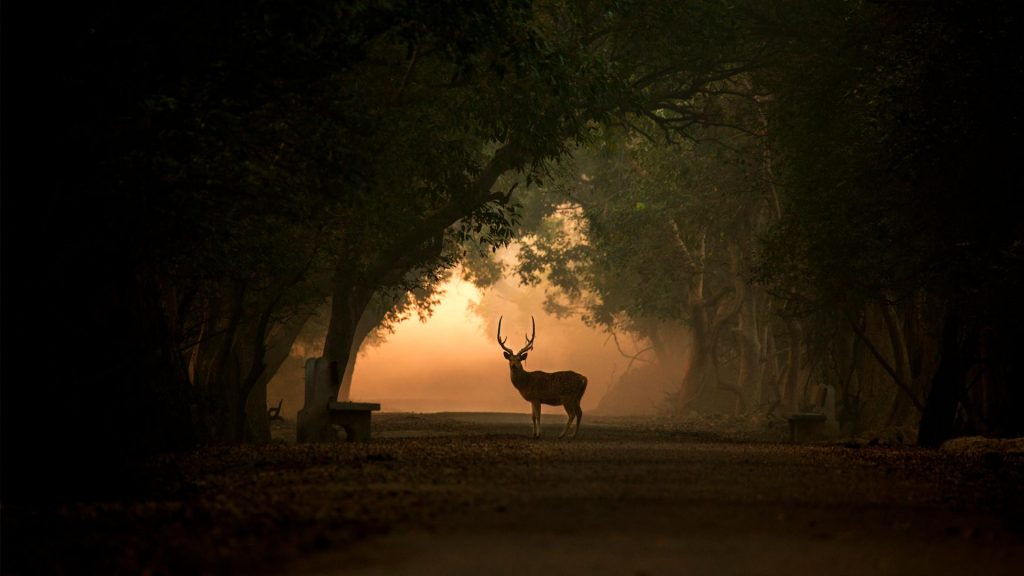 Spotted Deer