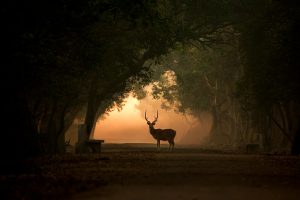 Spotted Deer