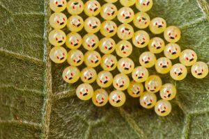 Stink Bug Smiley