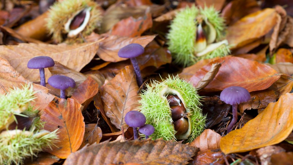 Sweet Chestnut