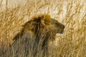 Tall Grass