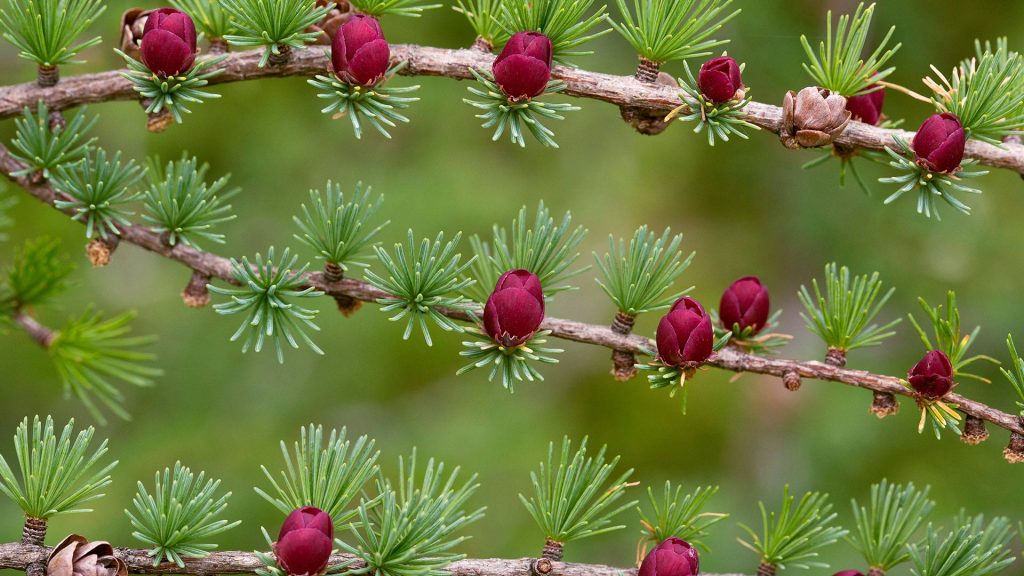 Tamarack Cones