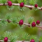 Tamarack Cones