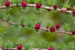 Tamarack Cones