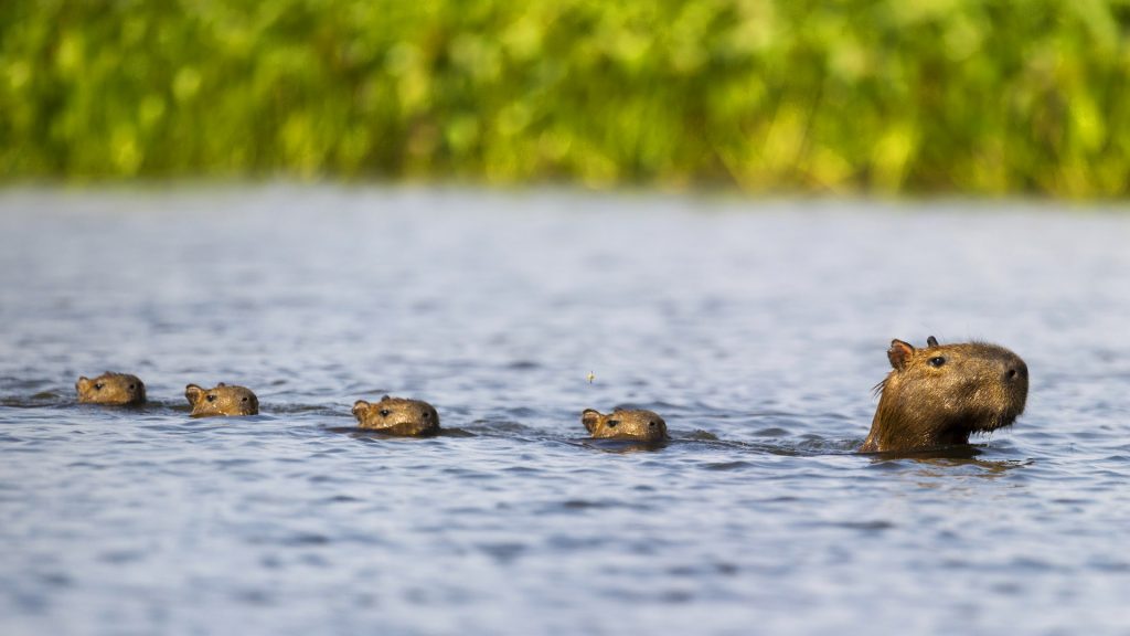 Teacher Capybara Bing Wallpaper Download