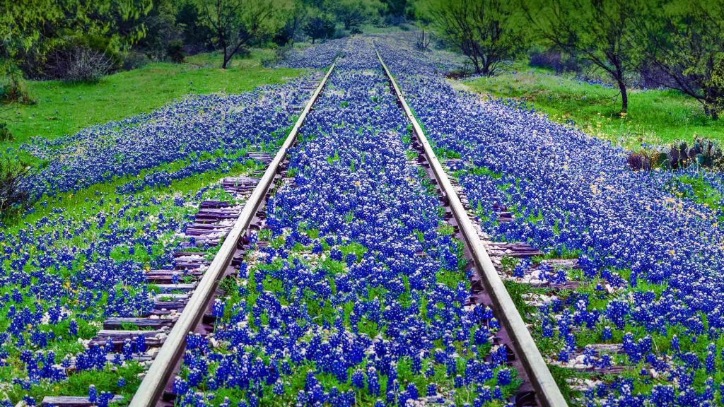 Texas Bluebonnets