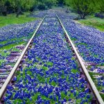 Texas Bluebonnets