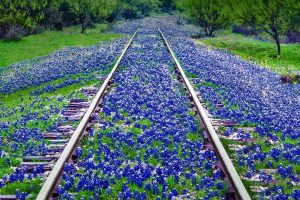 Texas Bluebonnets