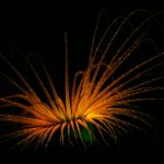 Tube Anemone