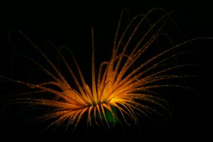 Tube Anemone