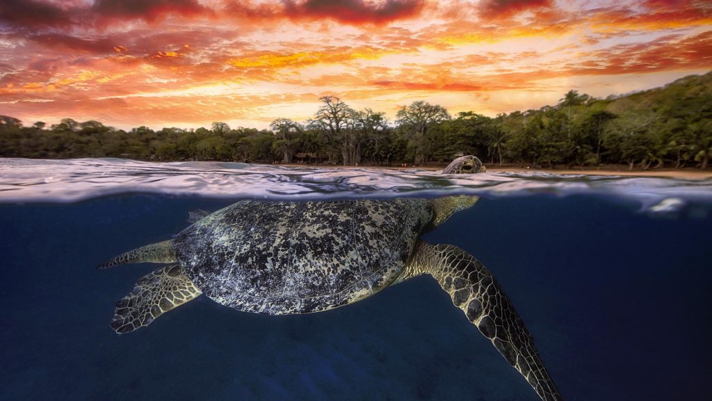 Turtle Indian Ocean